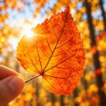 Orange-golden leuchtendes Herbstblatt im Sonnenlicht vor unscharfen Herbstbäumen